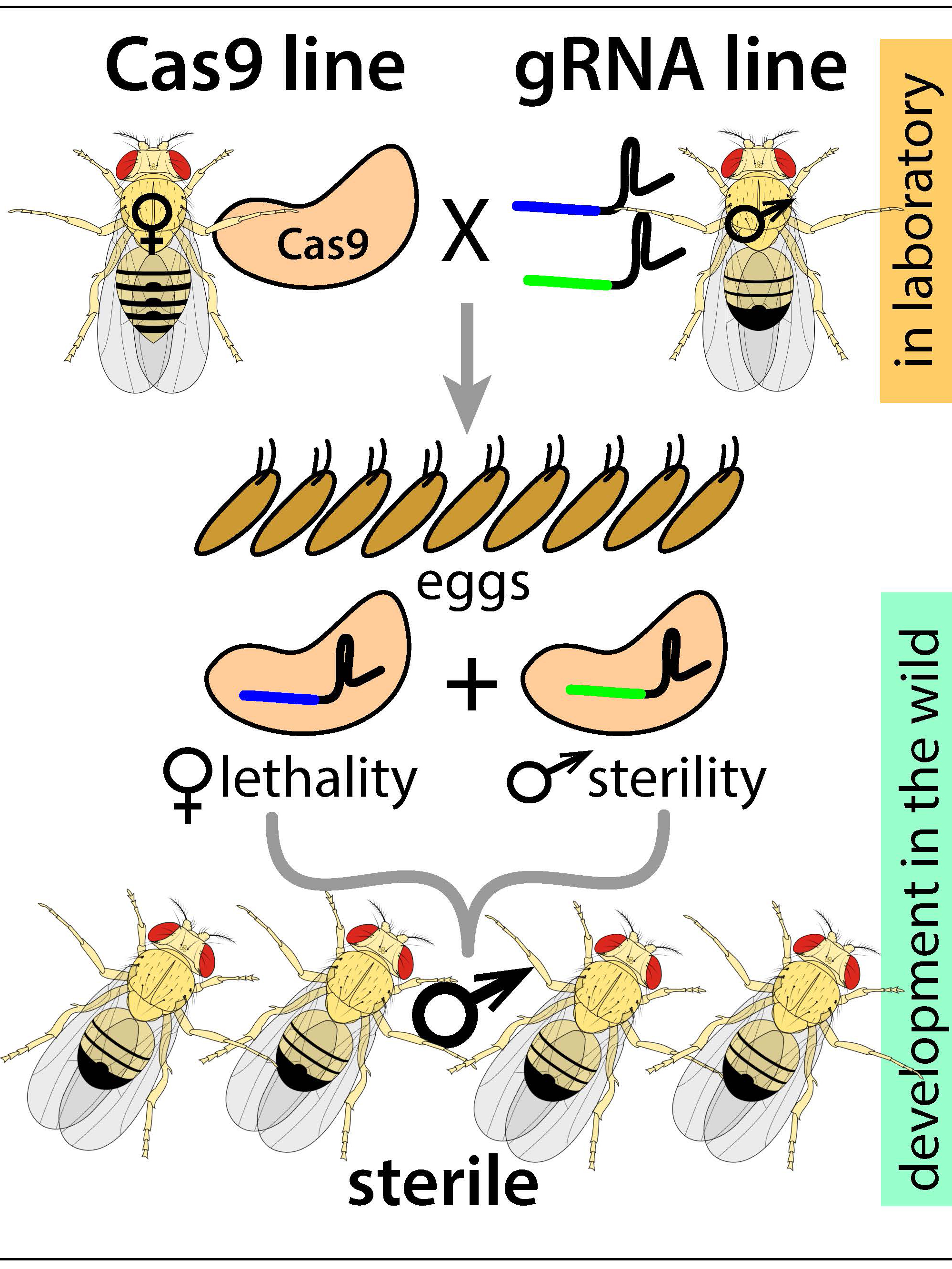 Precision-guided sterile insect technique schematic