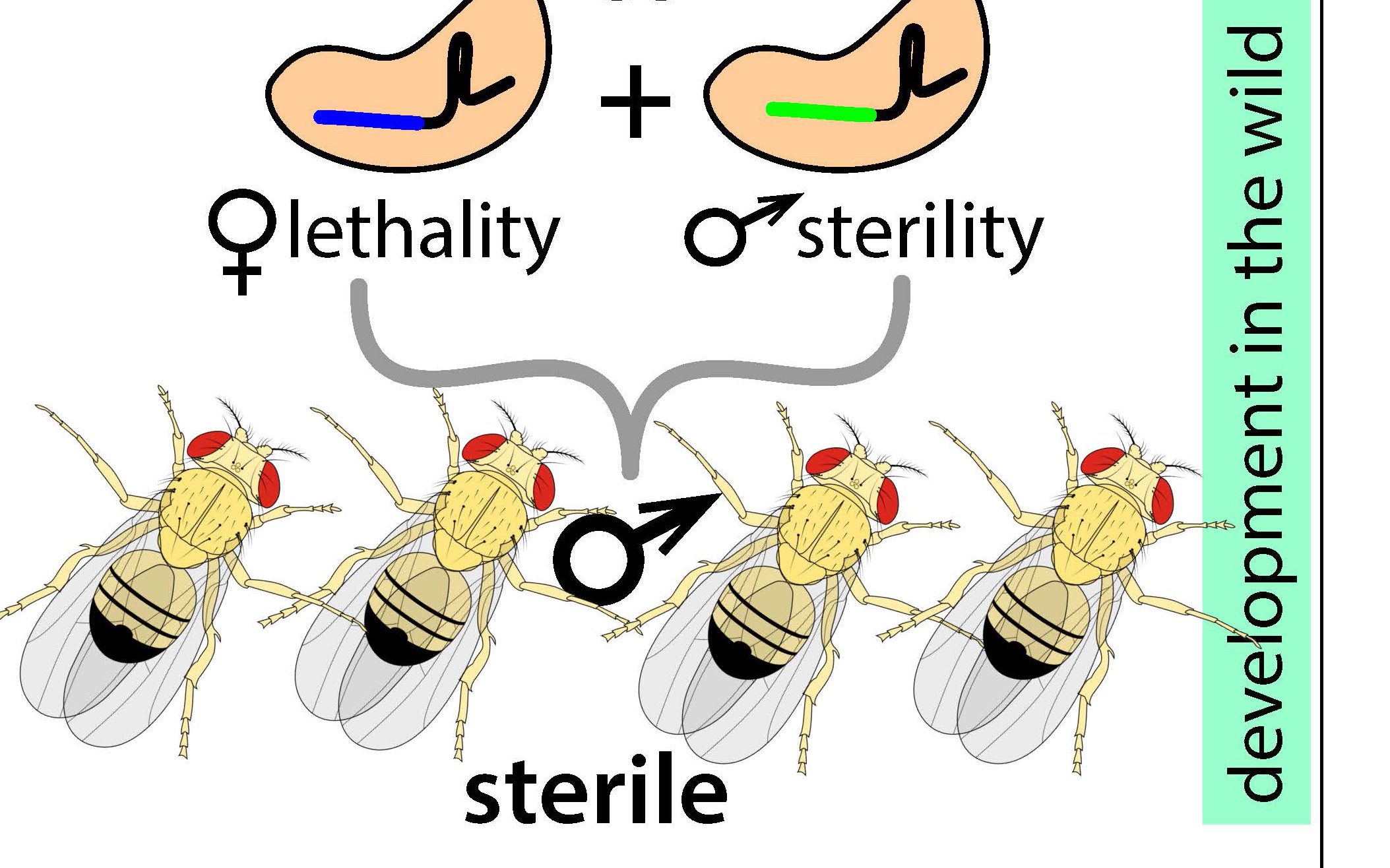 New CRISPR-based Technology Developed to Control Pests with Precision ...