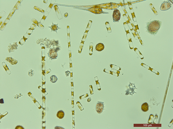 Phenomenal Phytoplankton Scientists Uncover Cellular Process Behind Oxygen Production 8645