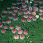 Tasty and Pink, Sea Urchin Species May Be a Climate-Tolerant Food Source