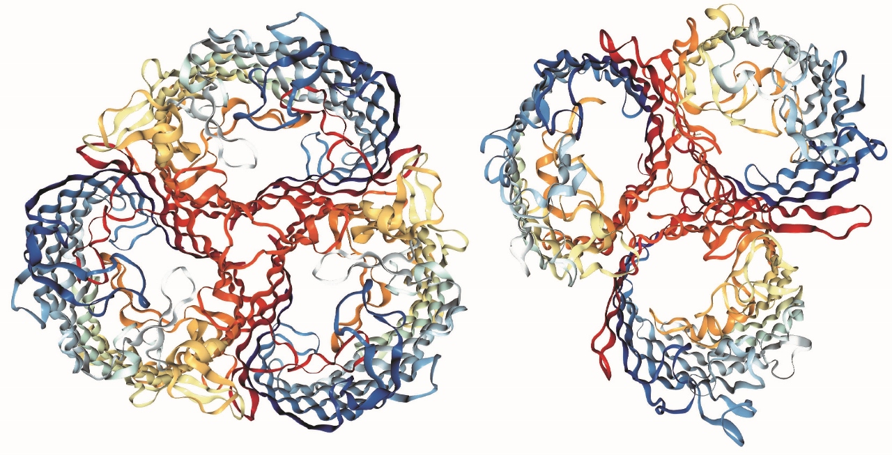 Biologists Watch Speciation in a Laboratory Flask