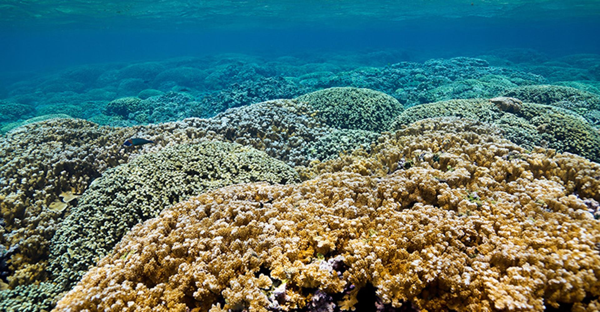 coral reefs in Hawaii
