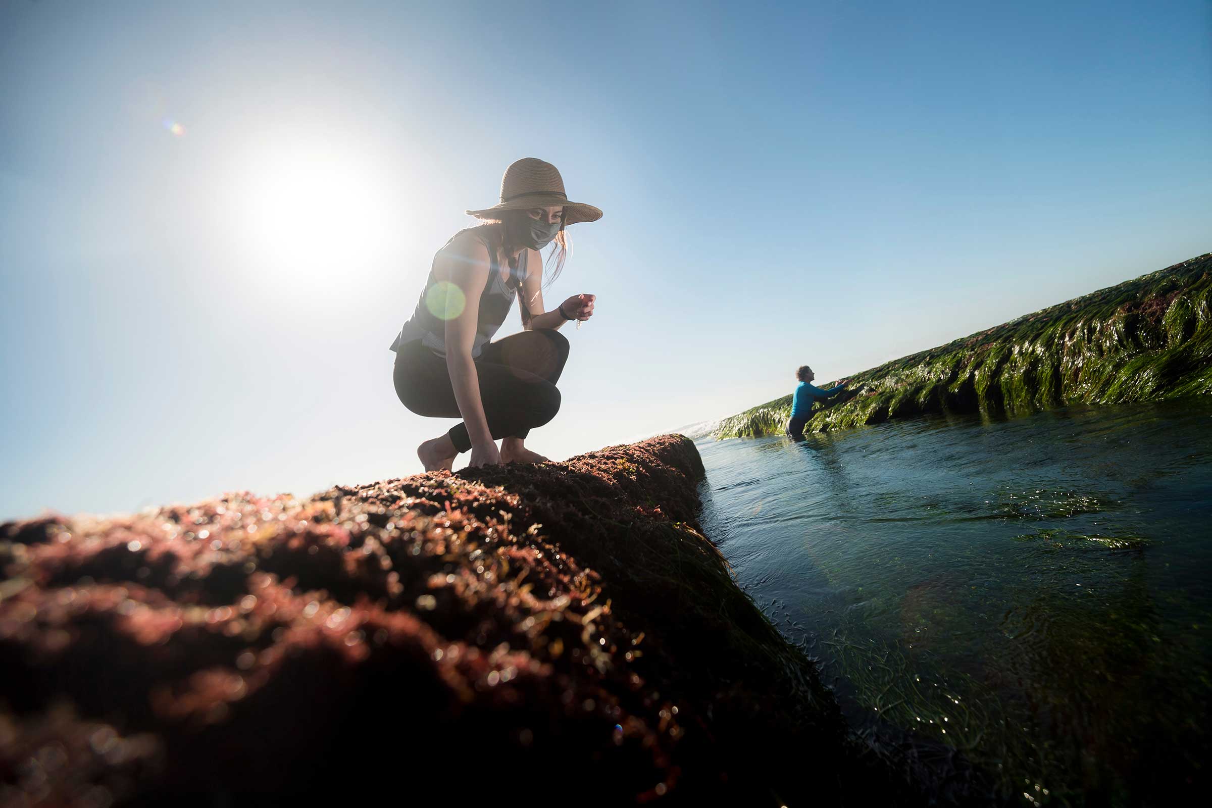 Taylor Steele and advisor Bradley Moore collect seaweed.