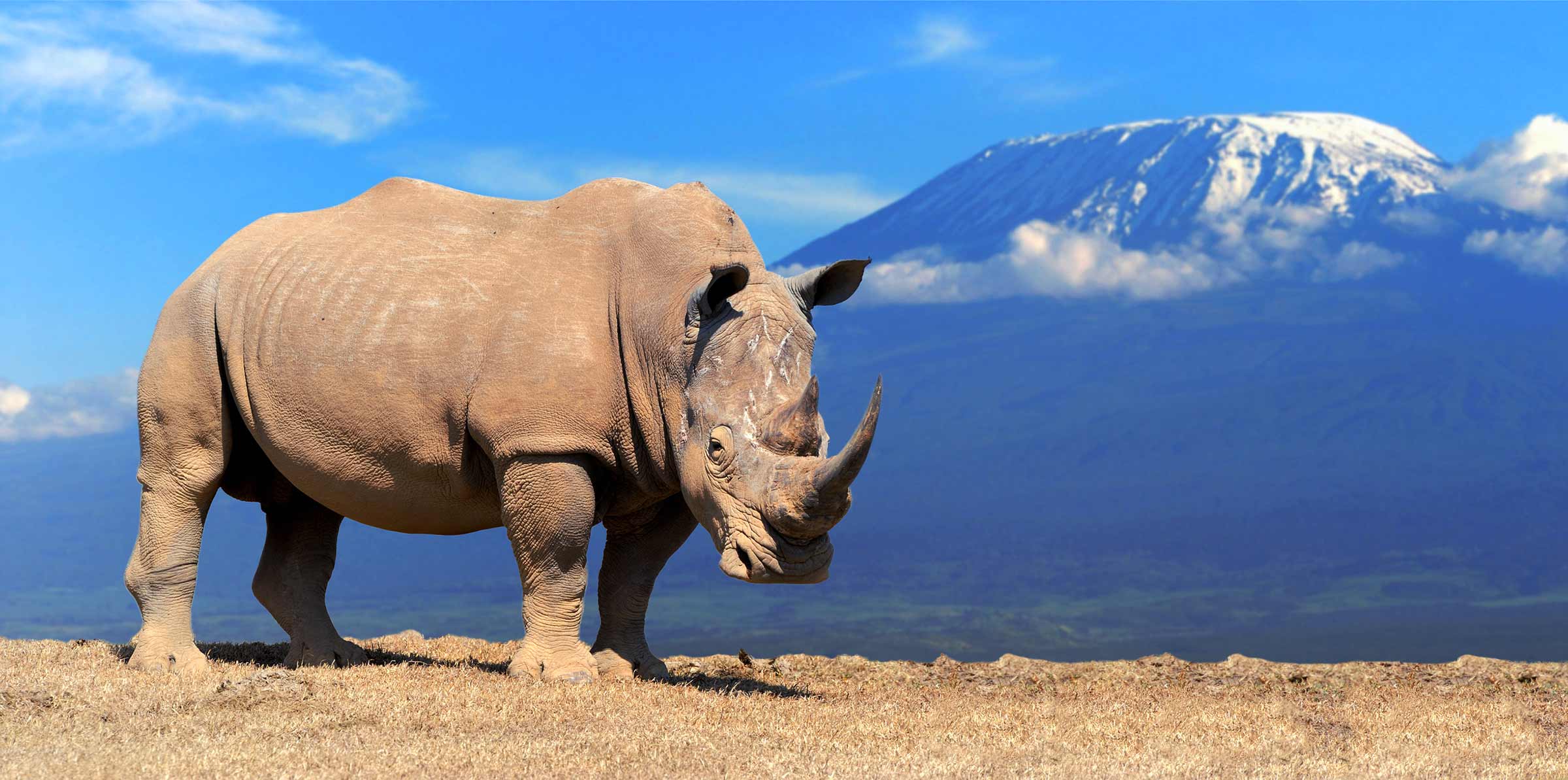 Rhino rescue: Endangered mammals treated to a breathtaking ride to