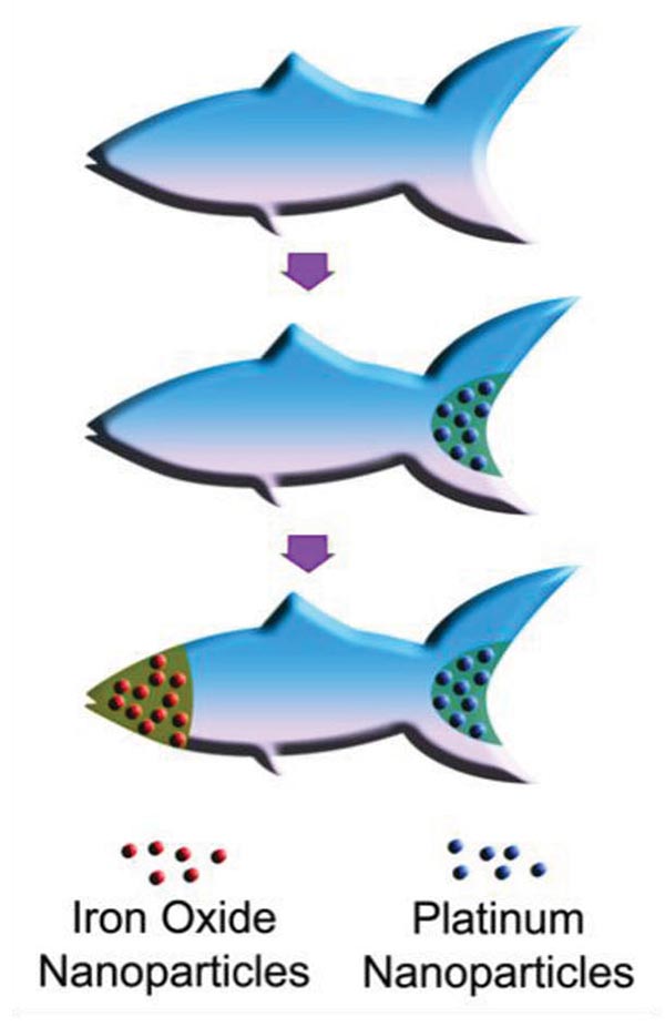 Schematic Microfish Functionalization