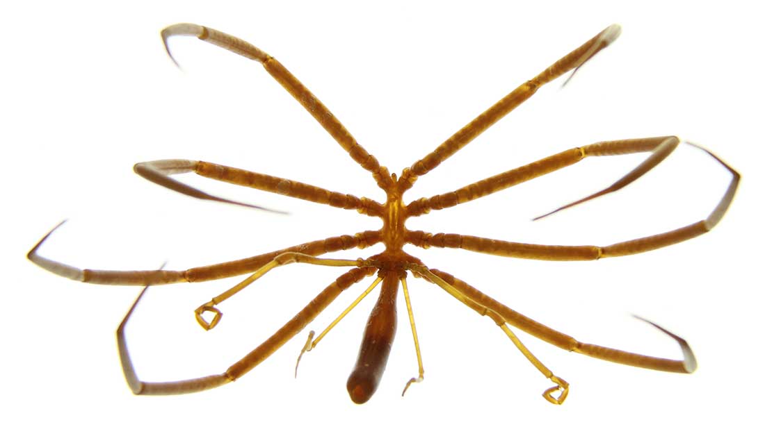 Antarctic giant sea spider collected in 1977.