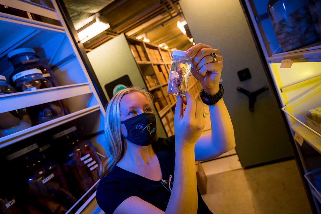 Pelagic Invertebrate Collection Manager Linsey Sala examines a jar of small squid.