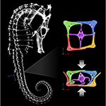 Seahorse’s Armor Gives Engineers Insight Into Robotics Designs