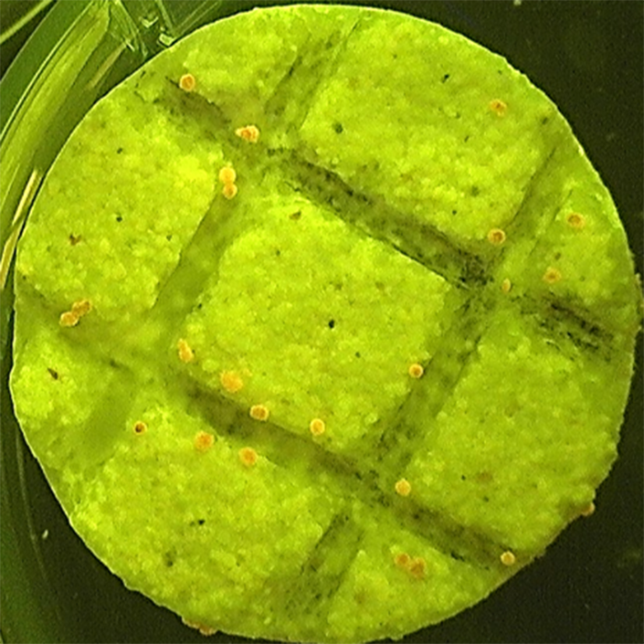 coral larvae growing on substrate