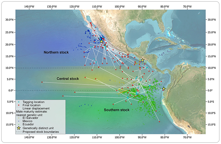 A map of the Eastern Pacific Ocean, identifying three distinct stocks of silky sharks.