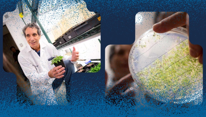 Two images show Marty Yanofsky working with shatterproof seeds and canola plants in lab