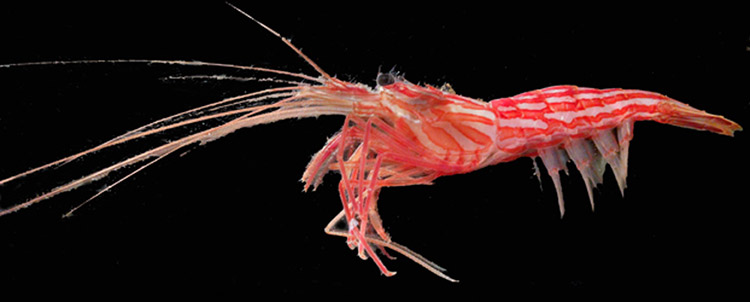 Red rock shrimp