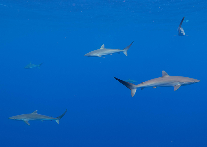 Juvenile silky sharks swim in the open ocean.