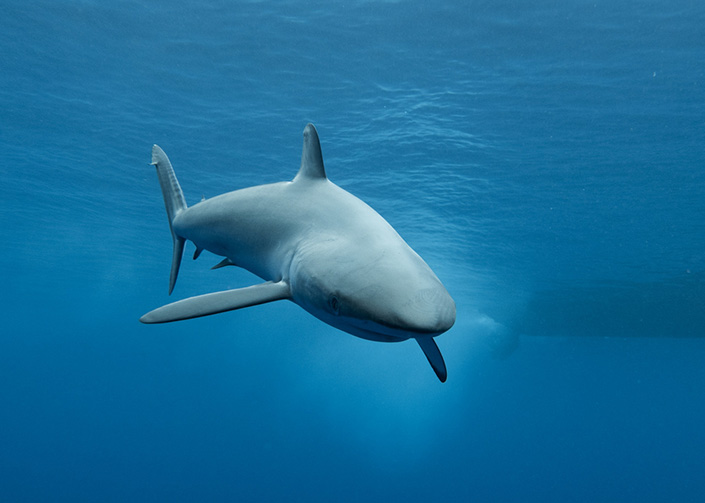 A juvenile silky shark swims in the open ocean.