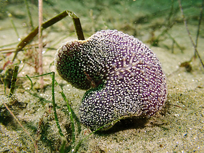 octocoral