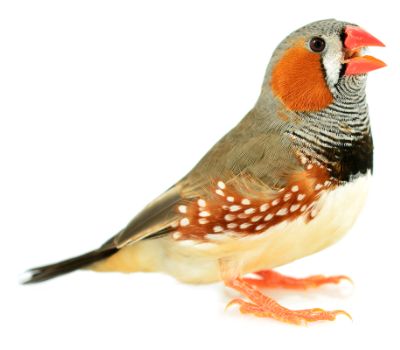 Zebrafinch songbird