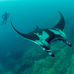 Study Finds Manta Rays Are Local Commuters; Not Long-Distance Travelers