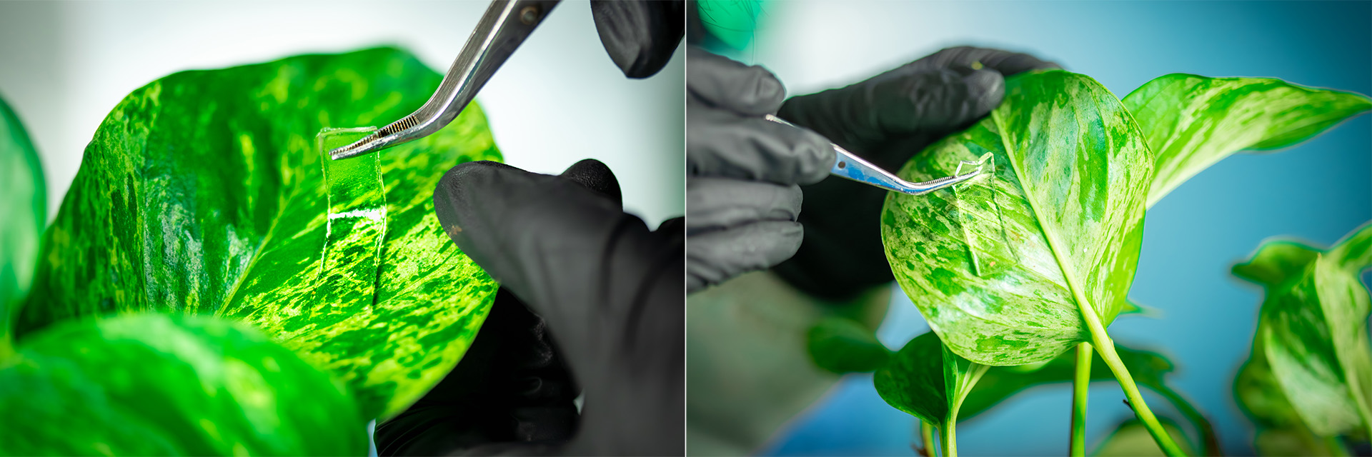 Left photo: A clear, rectangular, gel strip being held with tweezers on the top surface of a green leaf. Right photo: A clear, rectangular, gel strip being held with tweezers on the underside of a green leaf. 