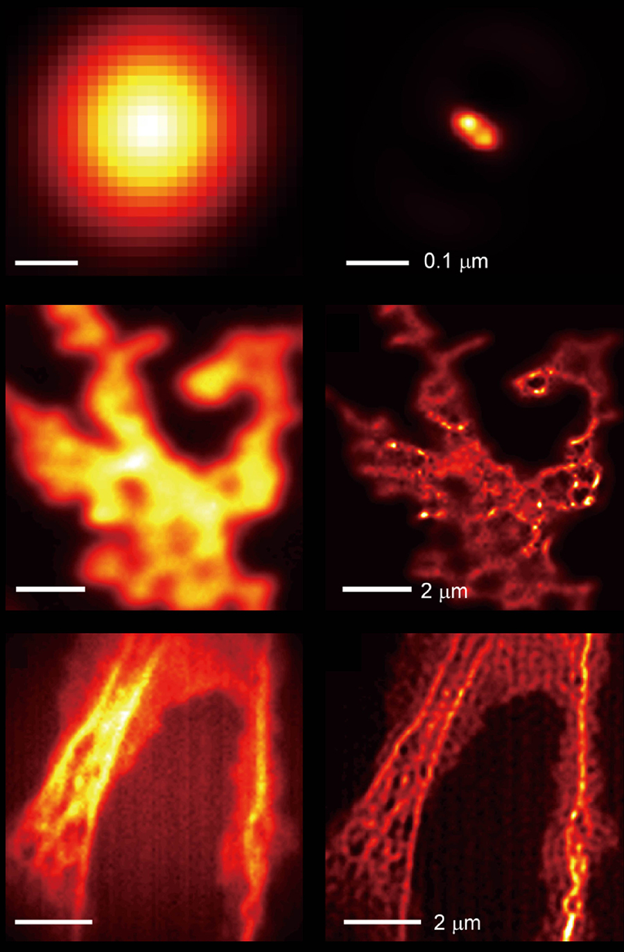 Microscope images displayed in orange against a black background.