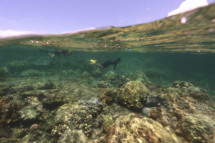 Kapono mapping molecules made by bacteria on coral surfaces in three dimension to determine reef health.