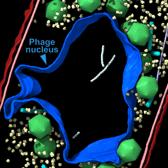 Giant Viruses Build a Cell Nucleus Surprisingly Like Our Own