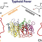 Typhoid Mary, Not Typhoid Mouse