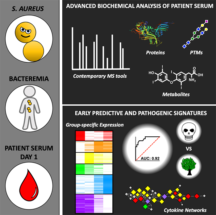 illustration of blood infection study.