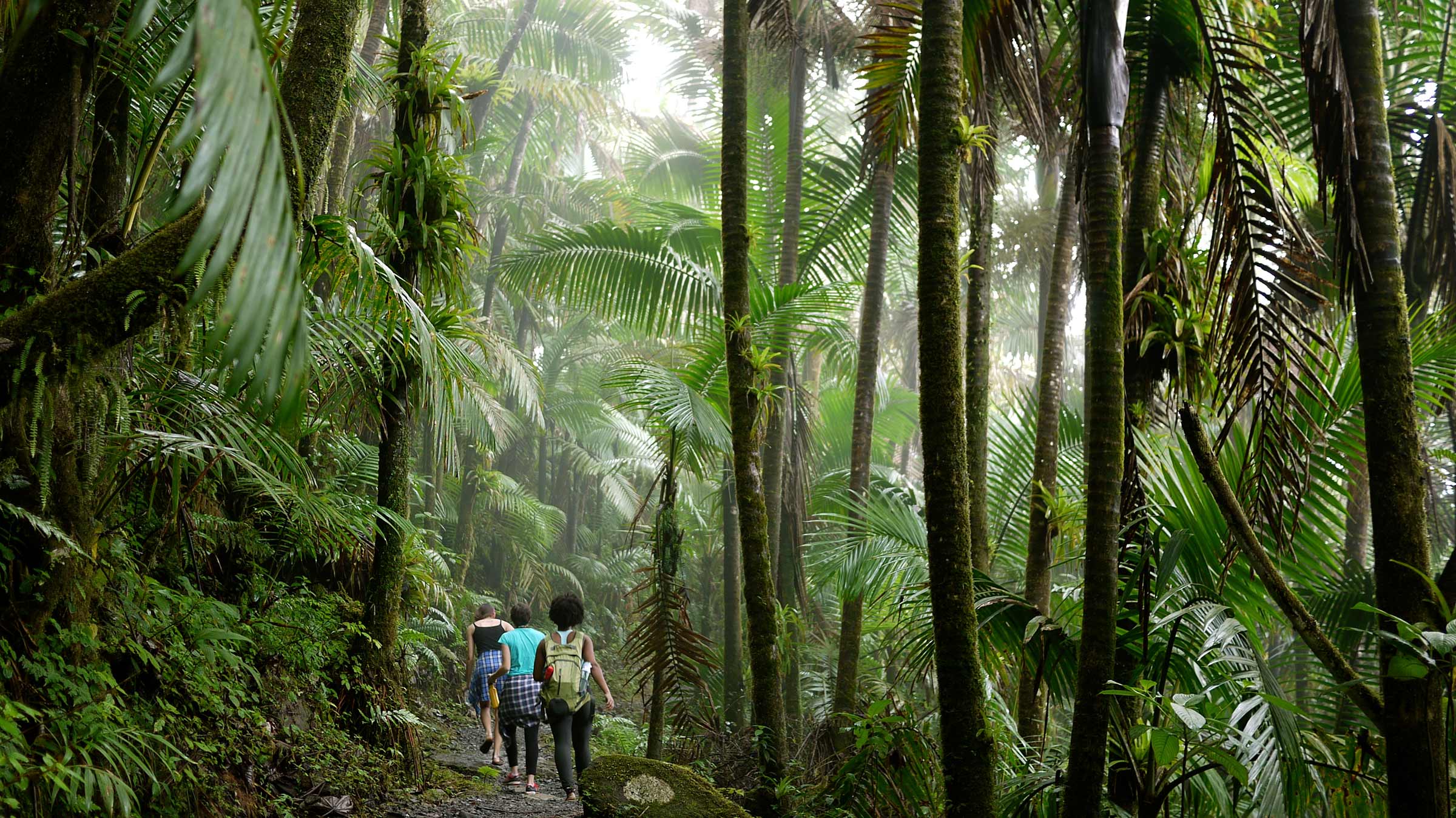 UC San Diego hiking trail in Puerto Rico forest