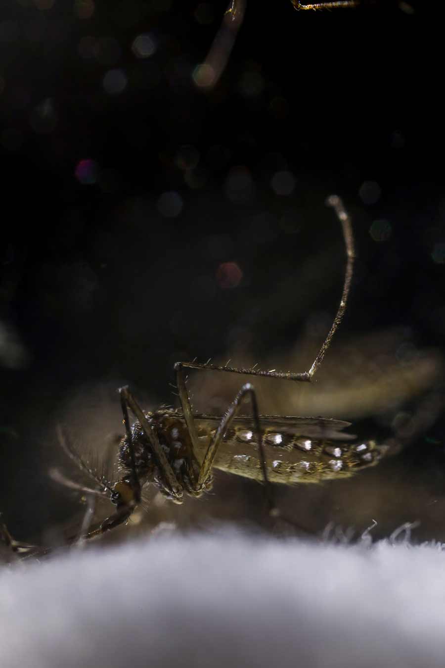 Mosquito testing at UC San Diego