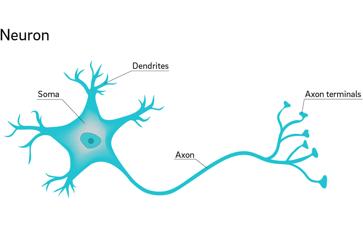 Why Are Neuron Axons Long And Spindly