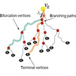 Why are Neuron Axons Long and Spindly?