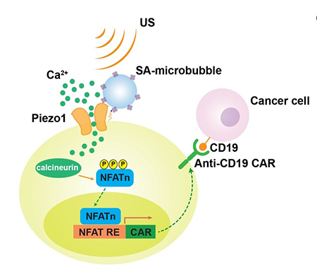 Ultrasound-based system can remotely control CAR-T cells to target and kill cancer cells