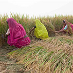 Ozone Pollution in India Kills Enough Crops to Feed 94 Million in Poverty