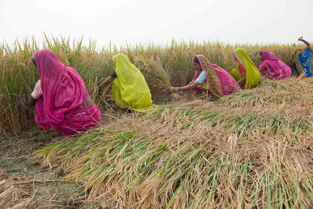 Women harvest rice