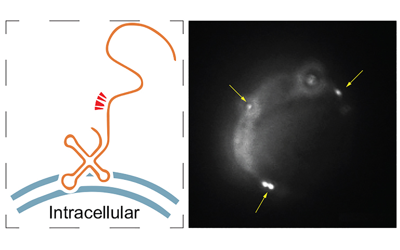 Add human-genome produced RNA to the list of cell surface molecules