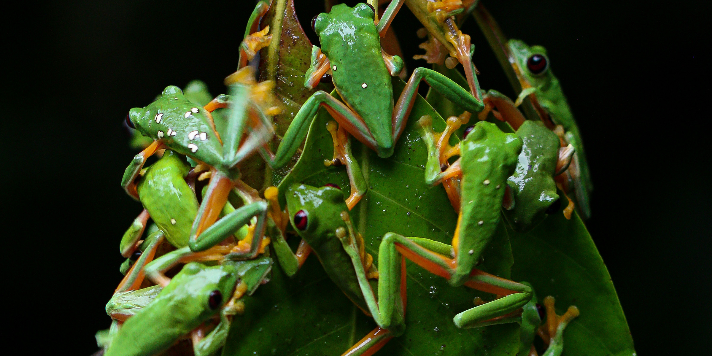 Photo of tree frogs.
