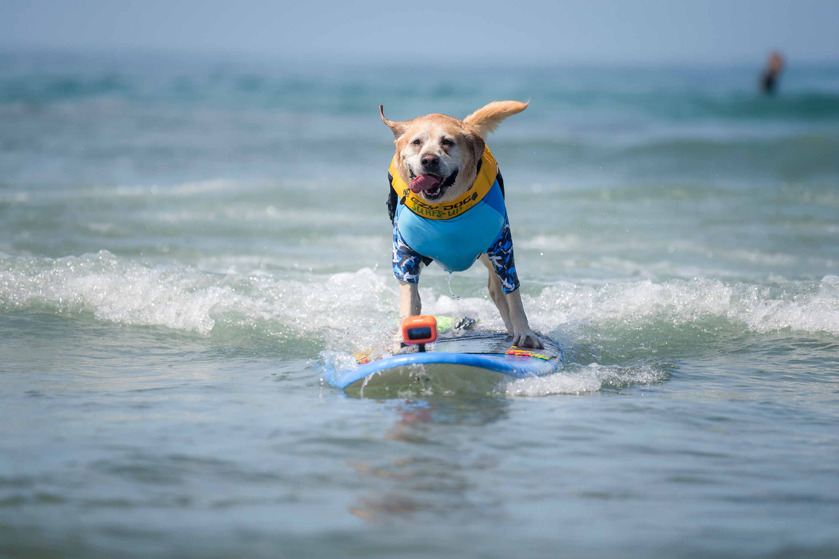 Surfing dog