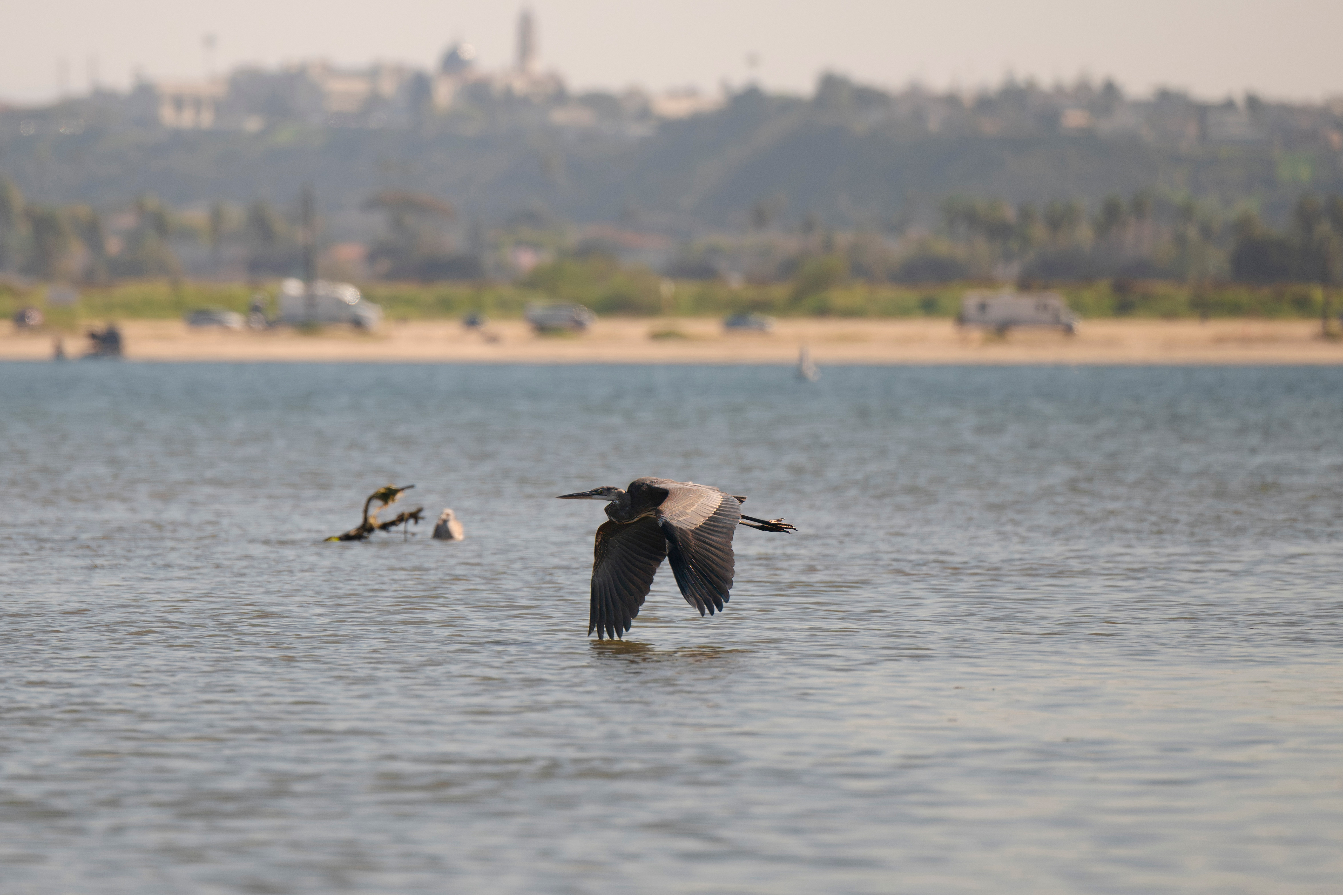 Birds flying around the marsh