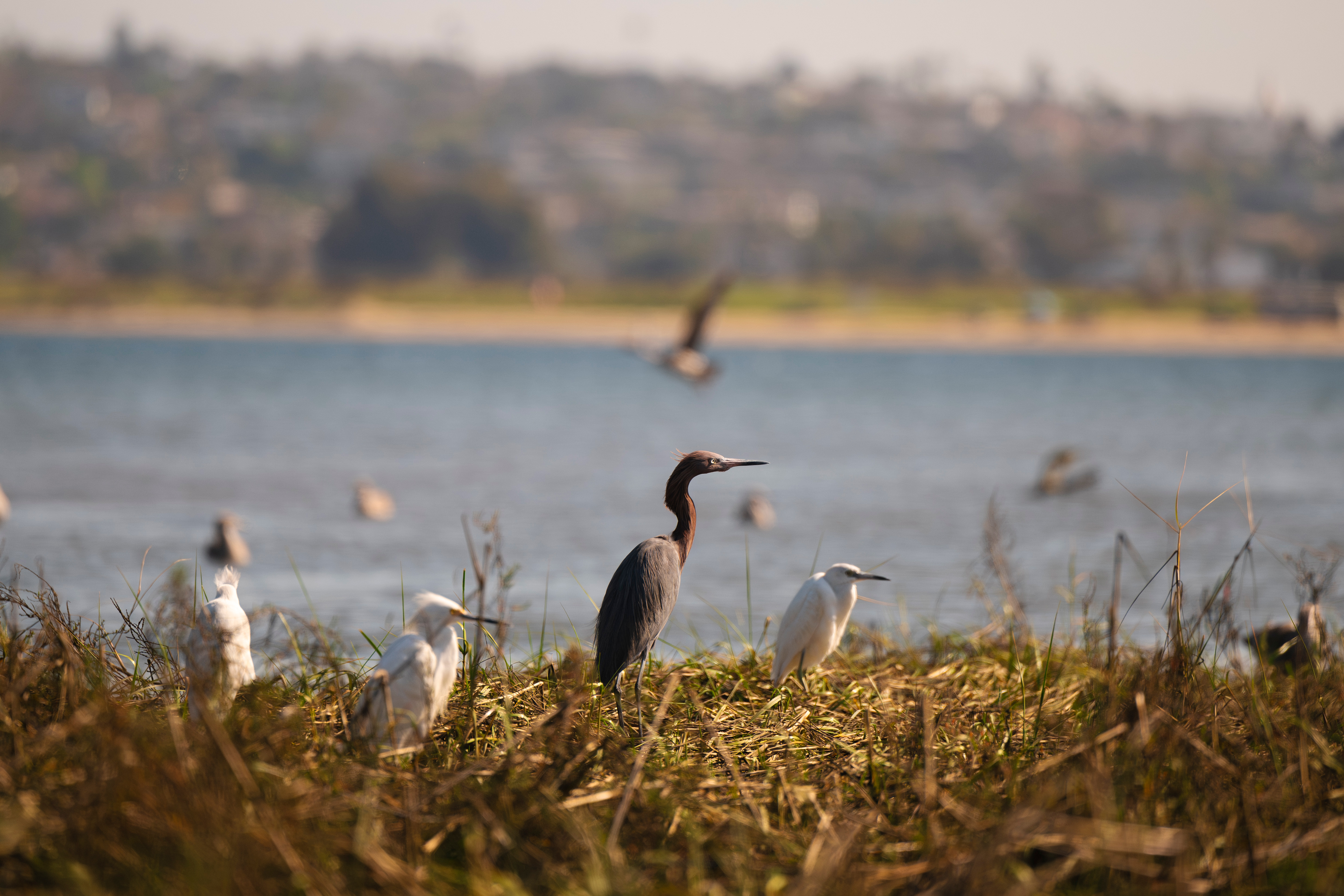 Birds in the marsh