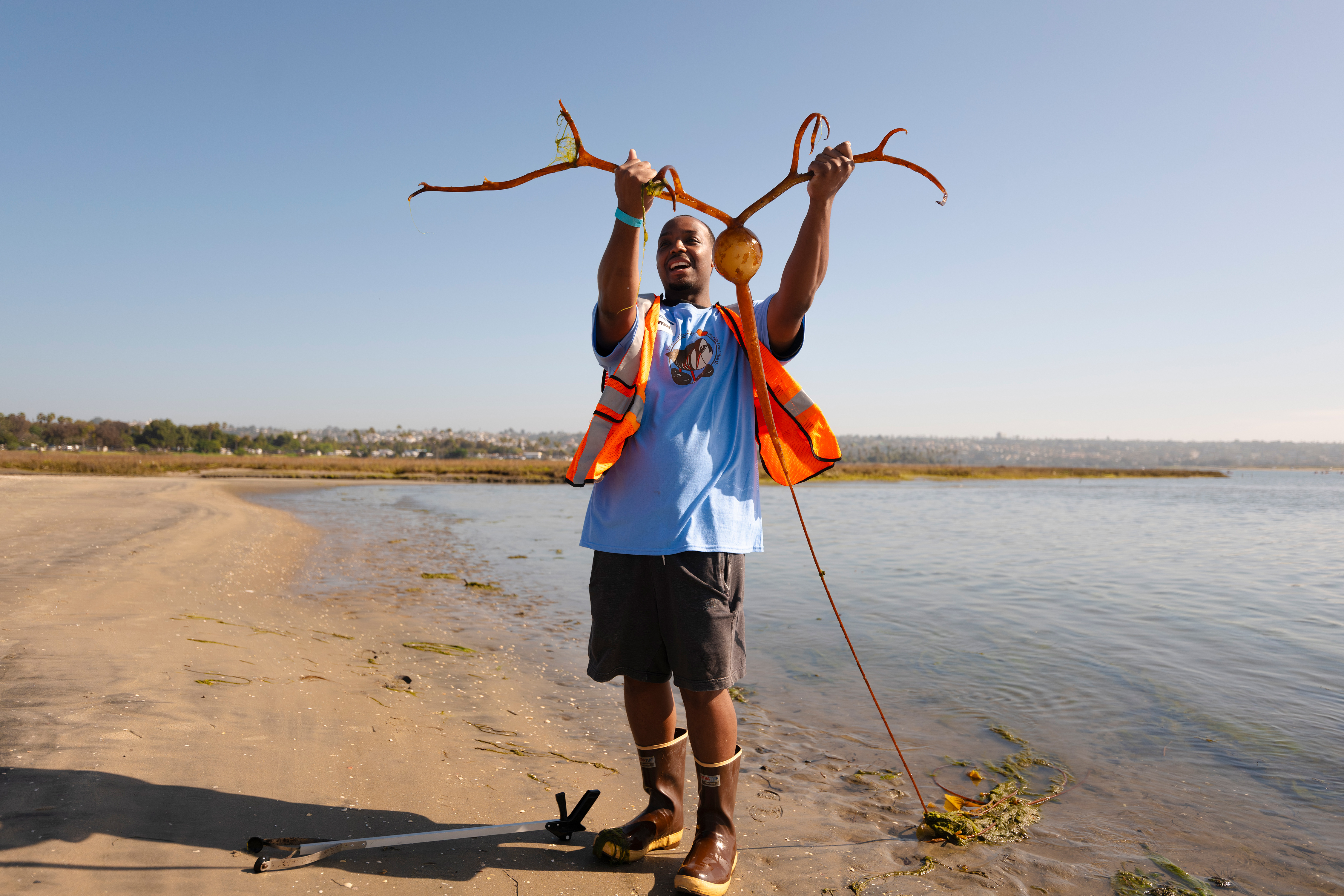 Person lifts large kelp sample.