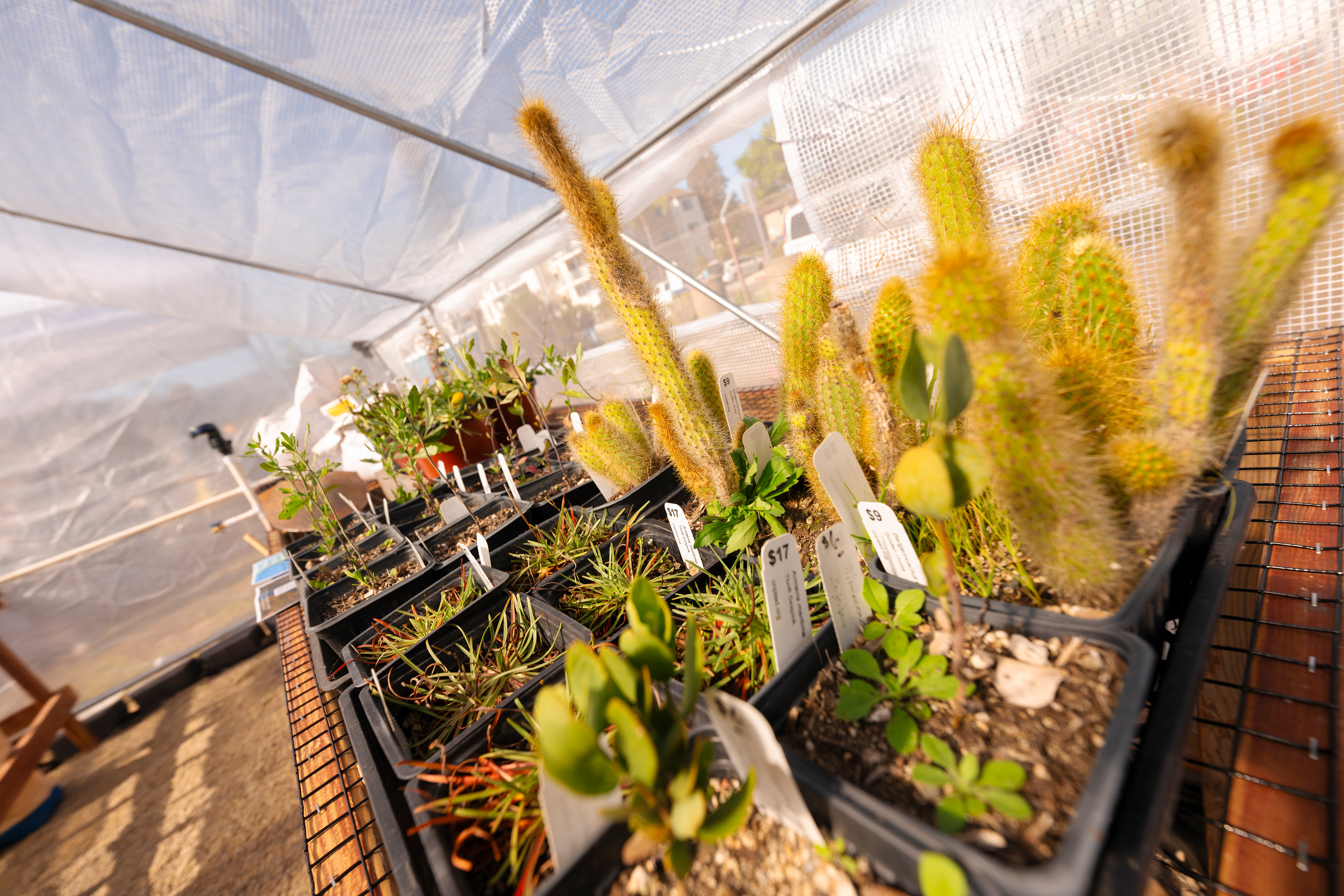 Plants in a greenhouse nursery.