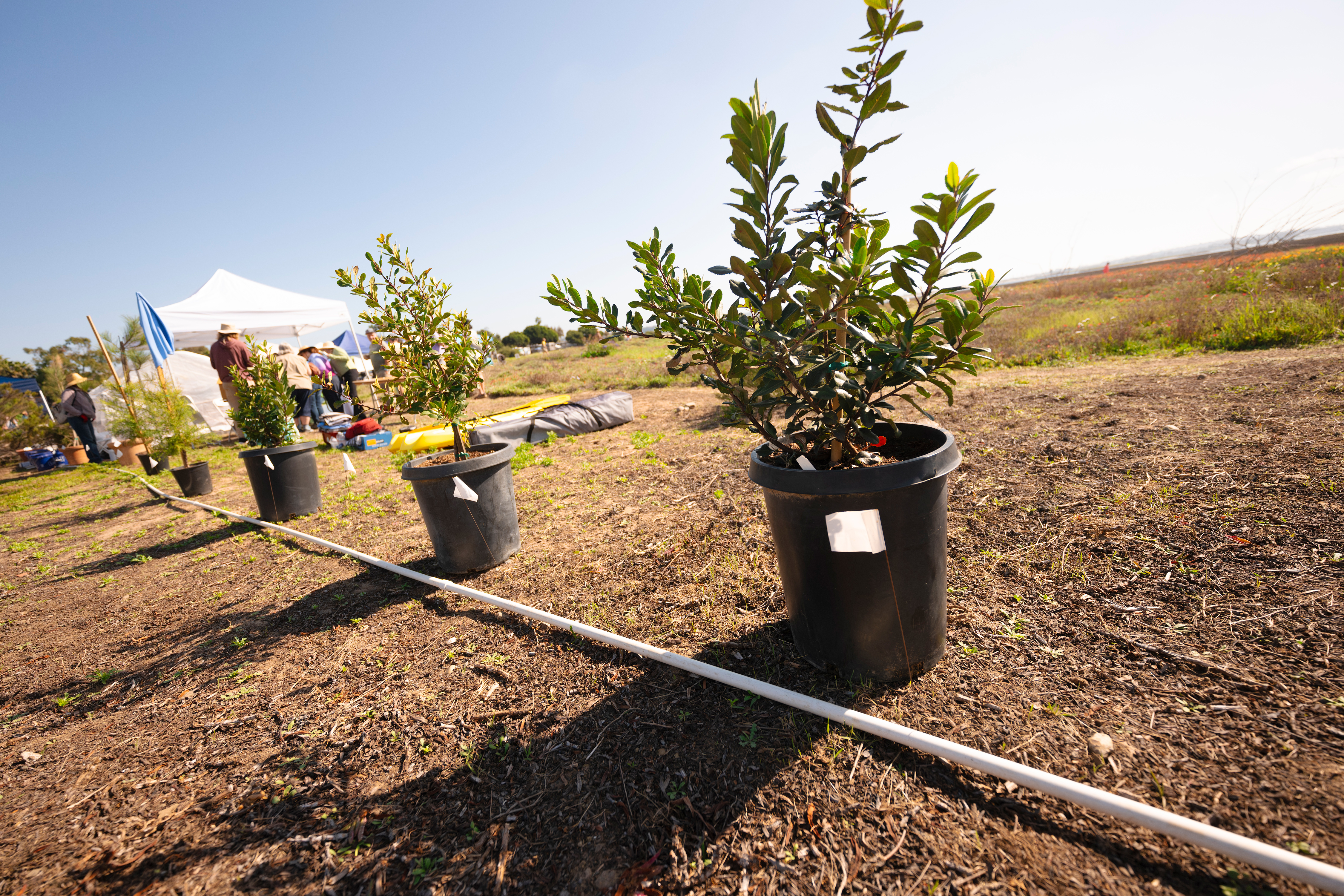 Line of potted plants