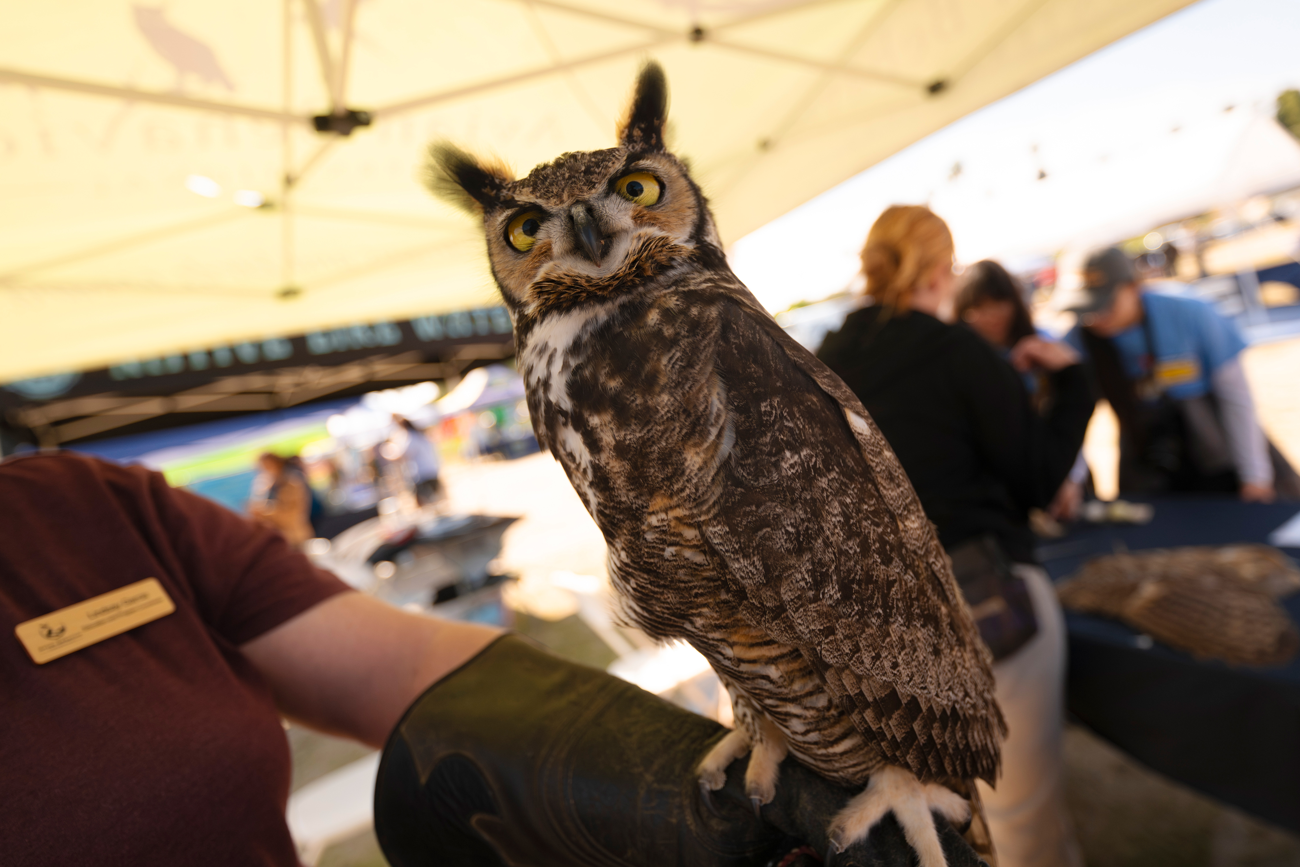 Owl looks at camera.