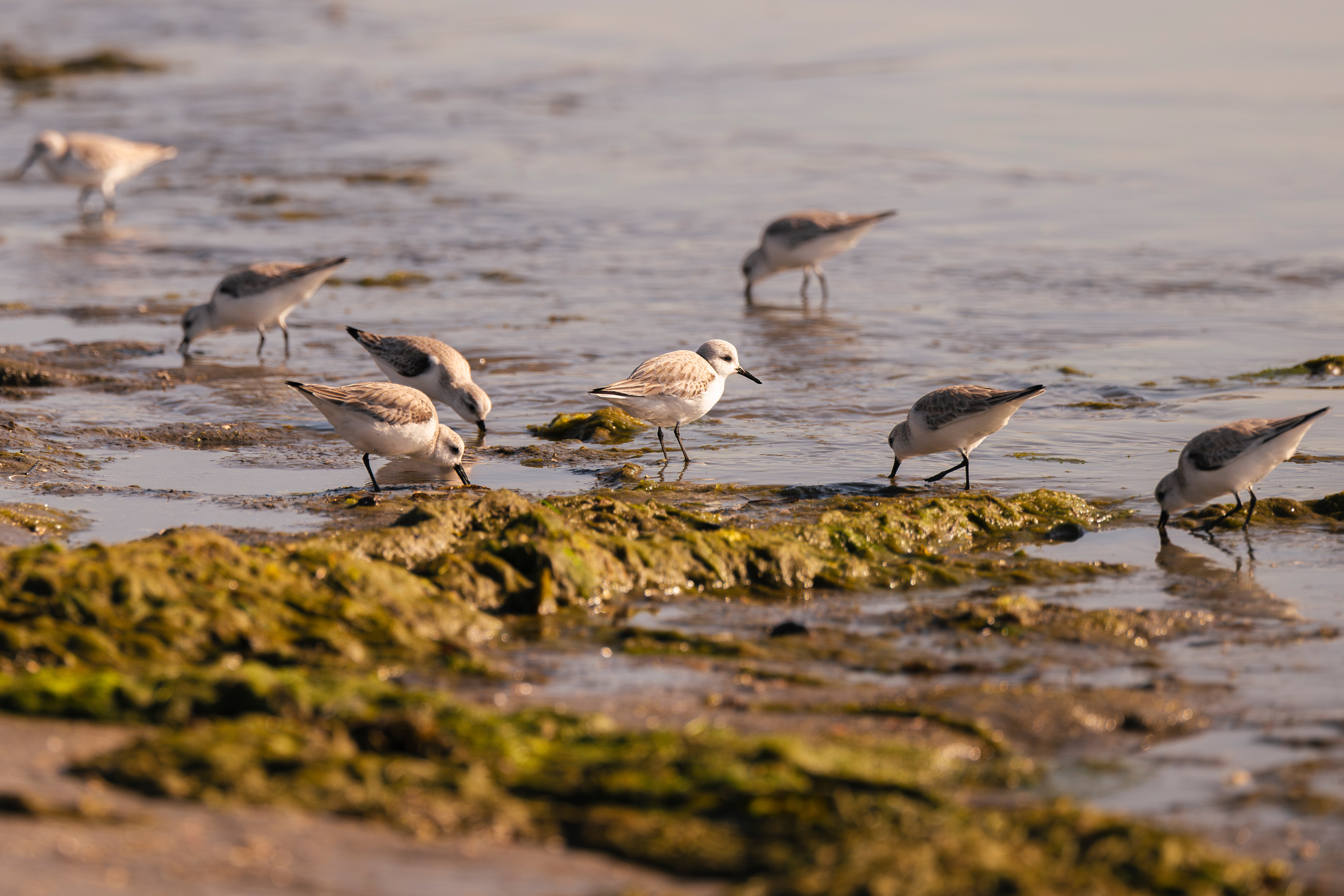 Birds at the waters edge.