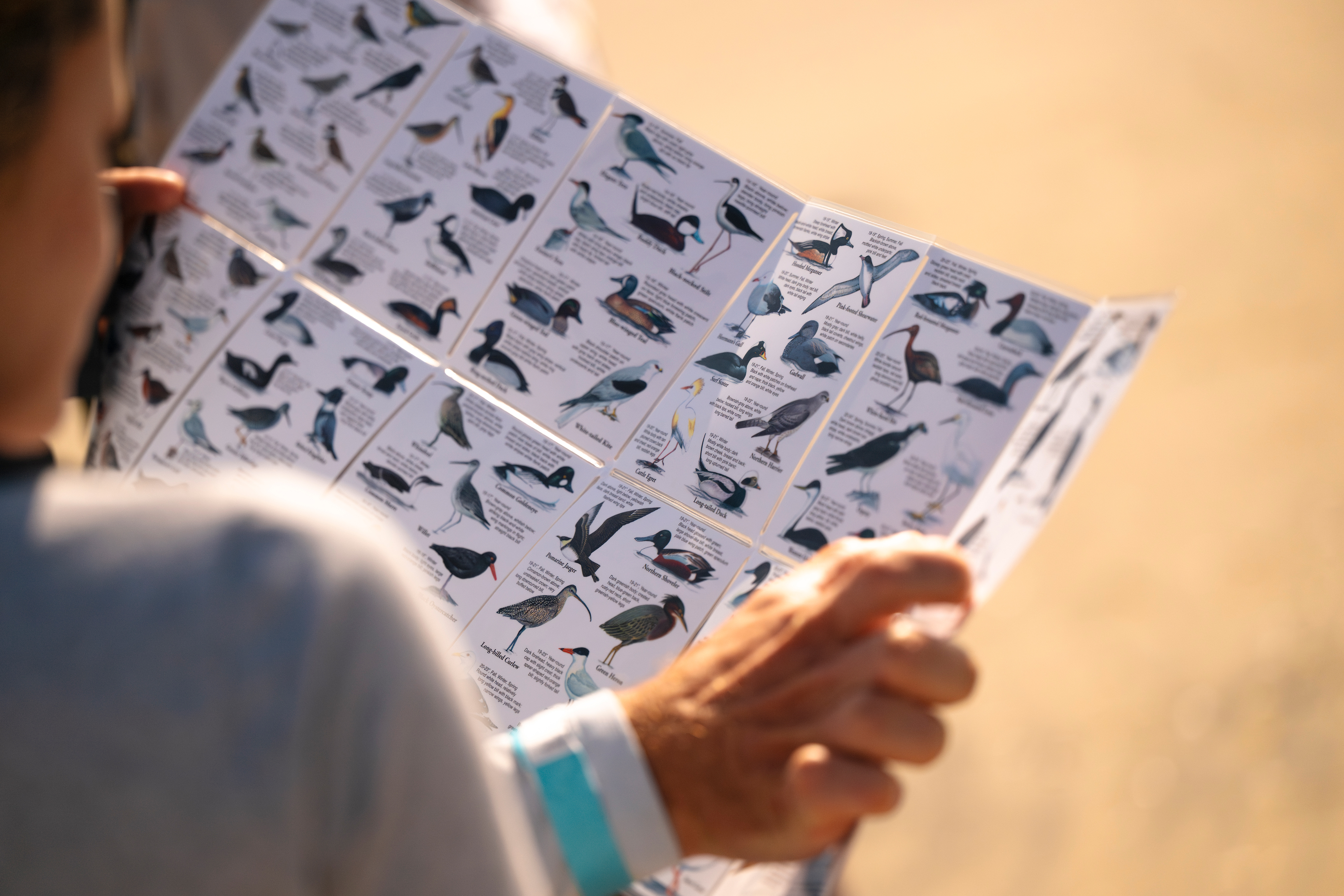 Person holds bird identifying chart.