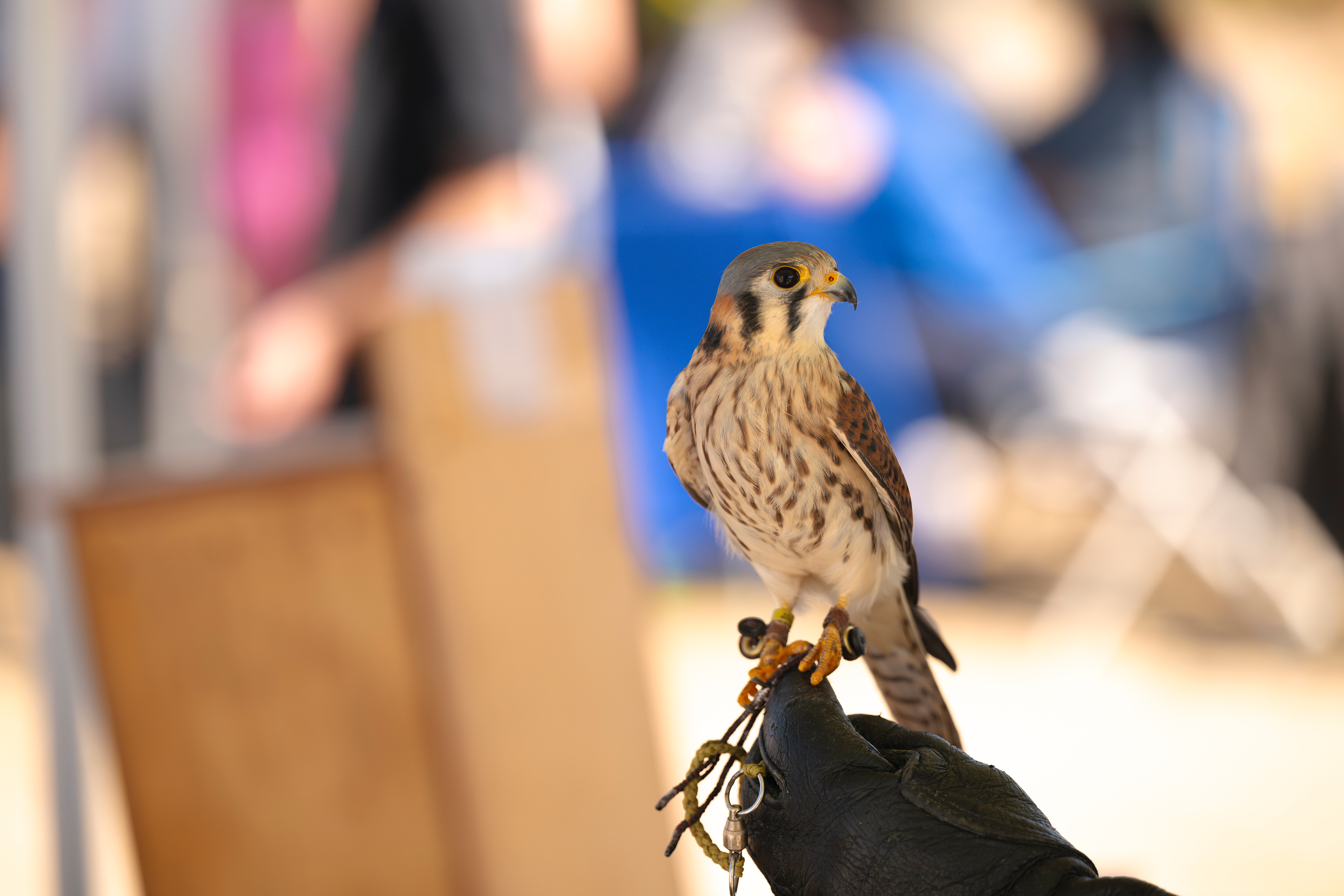 Bird sits on gloved hand.