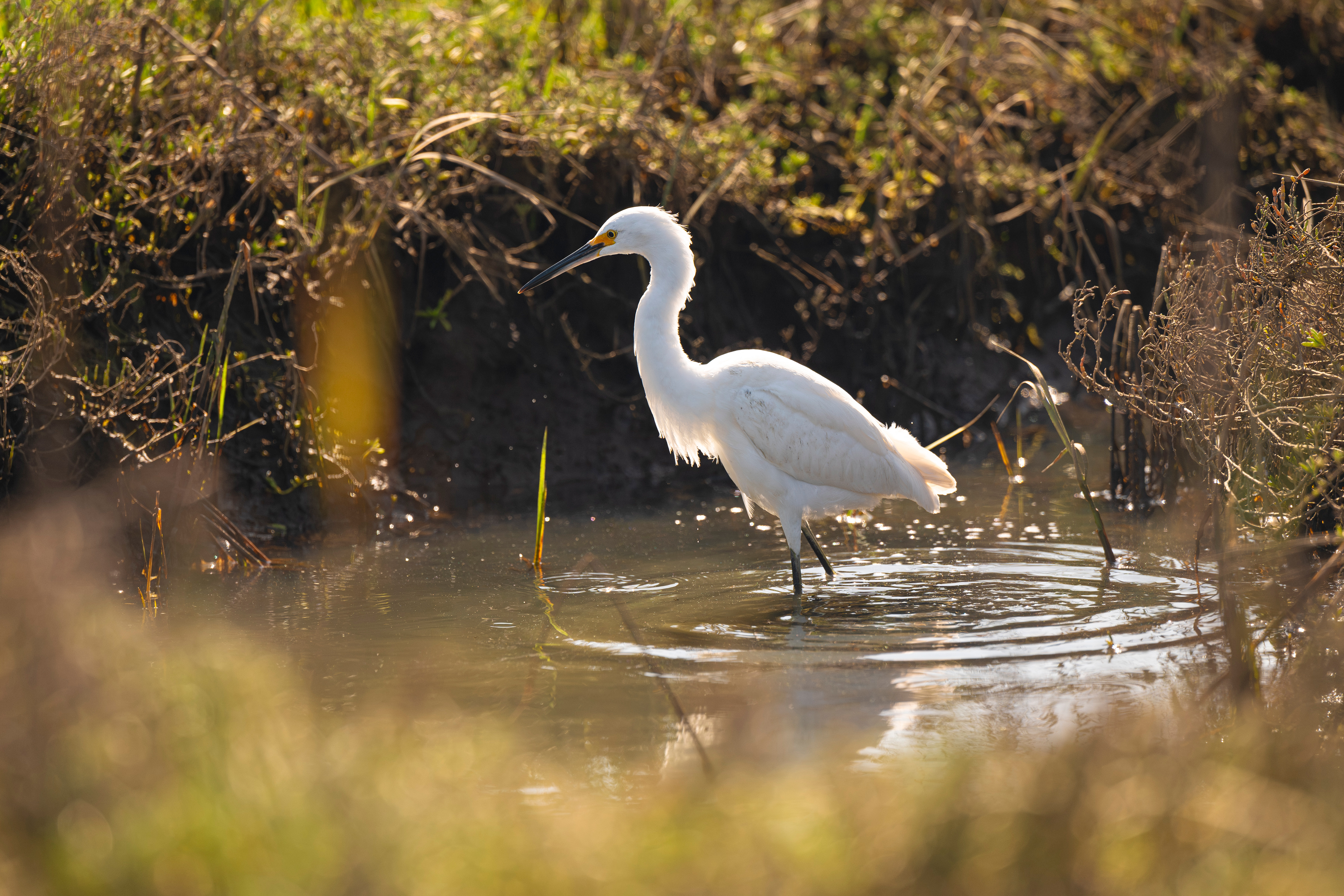Lone white birds stands in marsh.