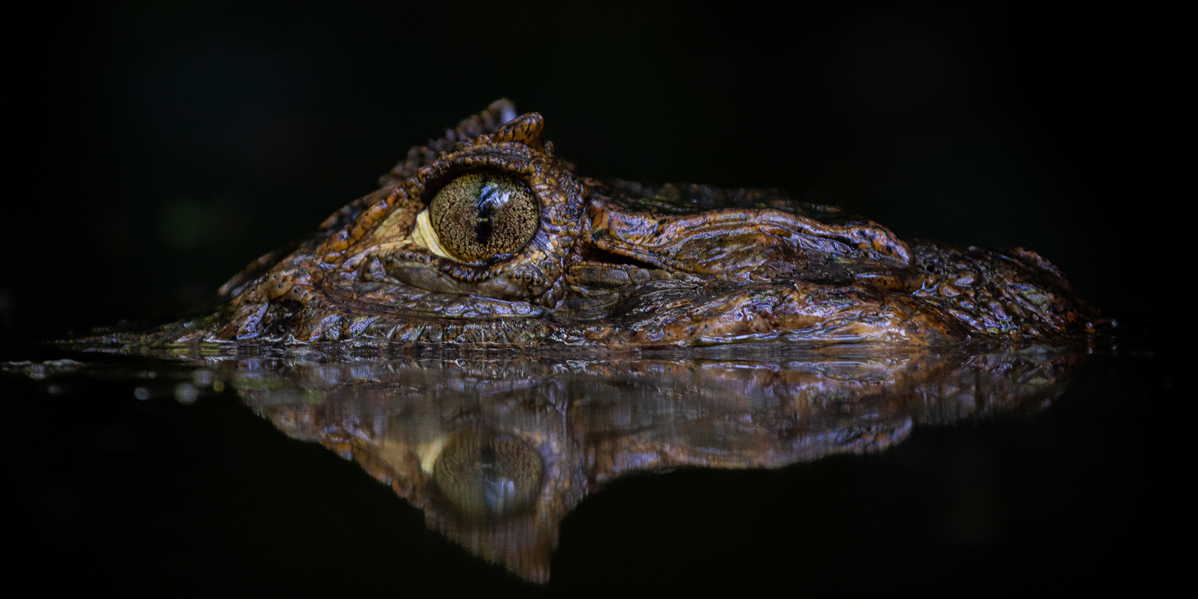 Amphibian photographed in the wild.