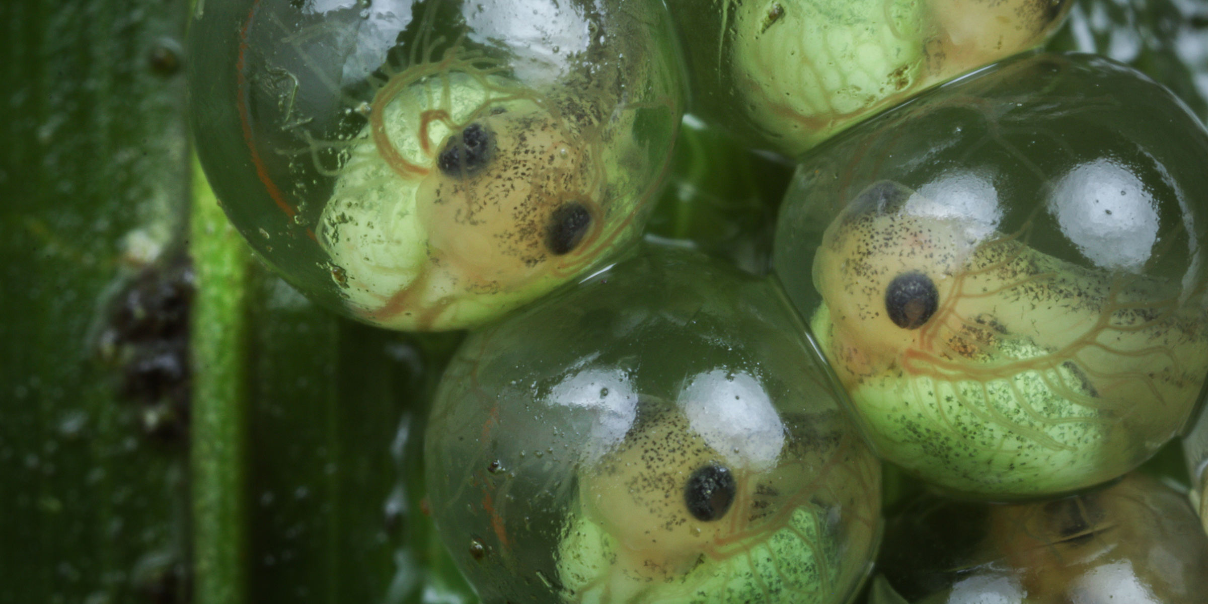 Photo of tree frog breeding.