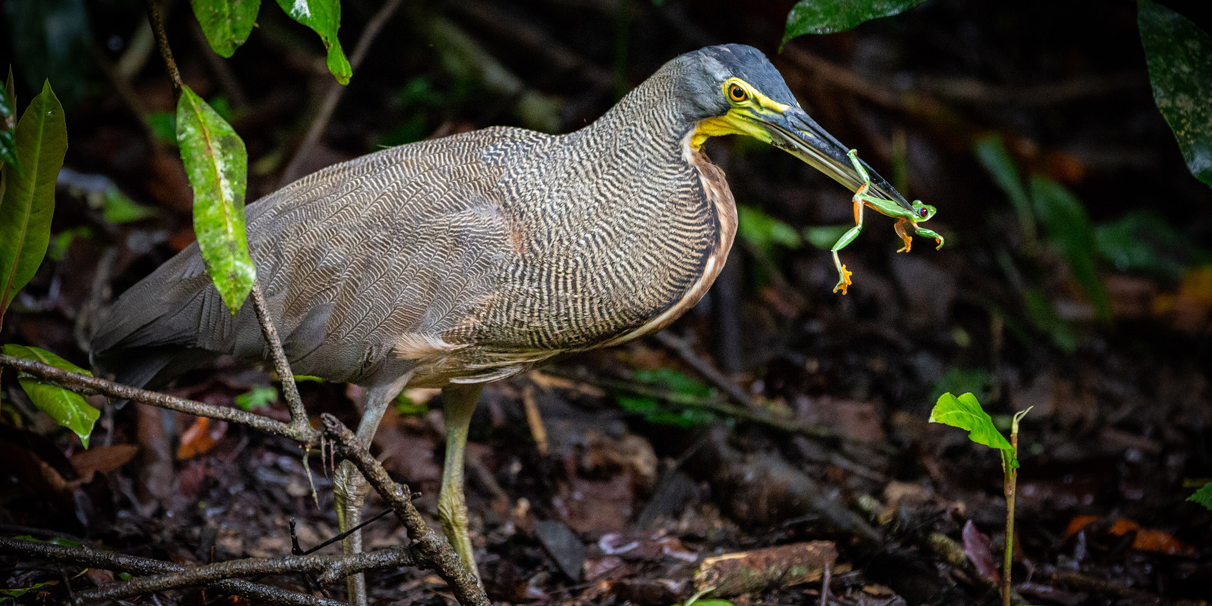 Photo of bird preying on tree frog.